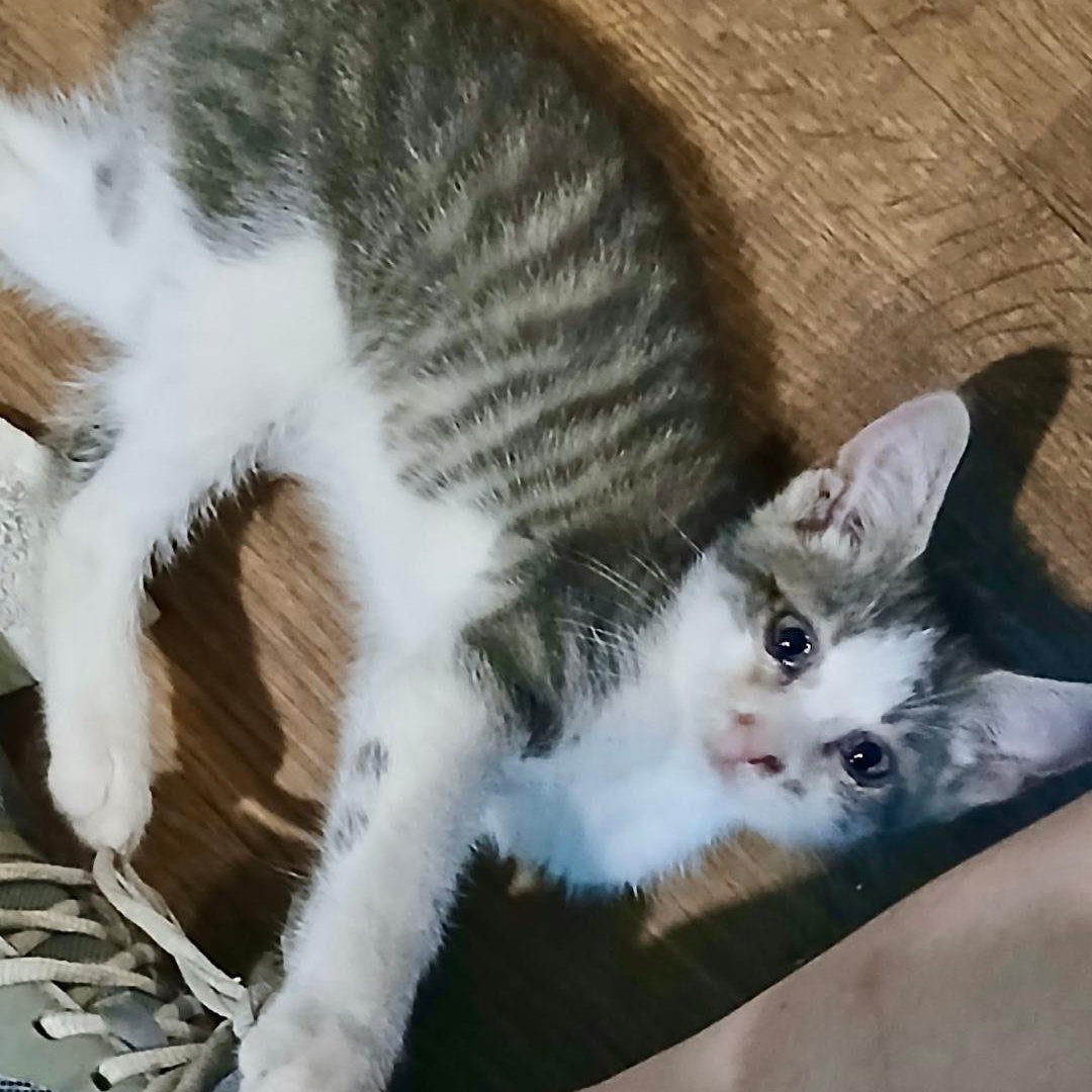 Pickles, Baby Male unknown