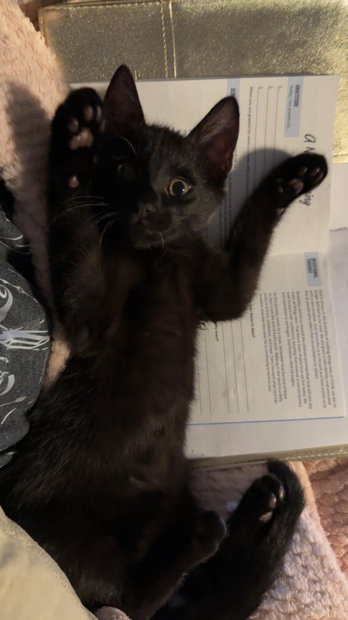 Enlarge Cadaugh, a ADOPTABLE Domestic Short Hair in Lawrenceville, GA image 2/4