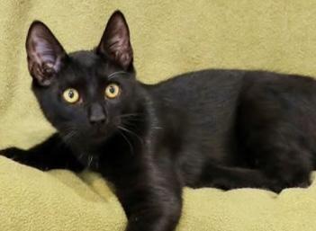 Enlarge Koda, a ADOPTABLE mixed breed in Lawrenceville, GA image 2/5