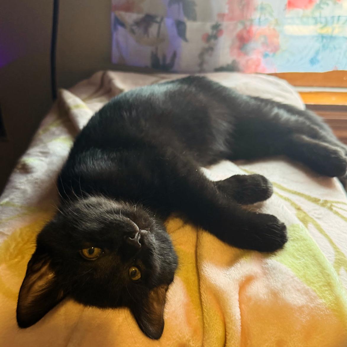 Enlarge Cadaugh, a ADOPTABLE Domestic Short Hair in Lawrenceville, GA image 4/4