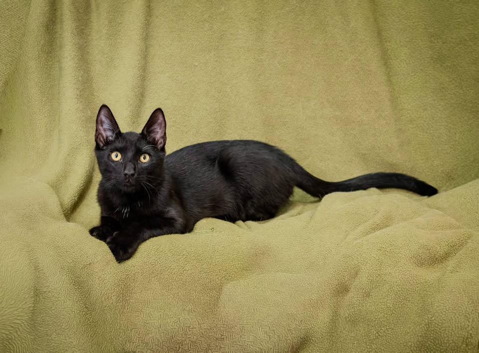 Koda, ADOPTABLE, Kitten Male Domestic Short Hair.