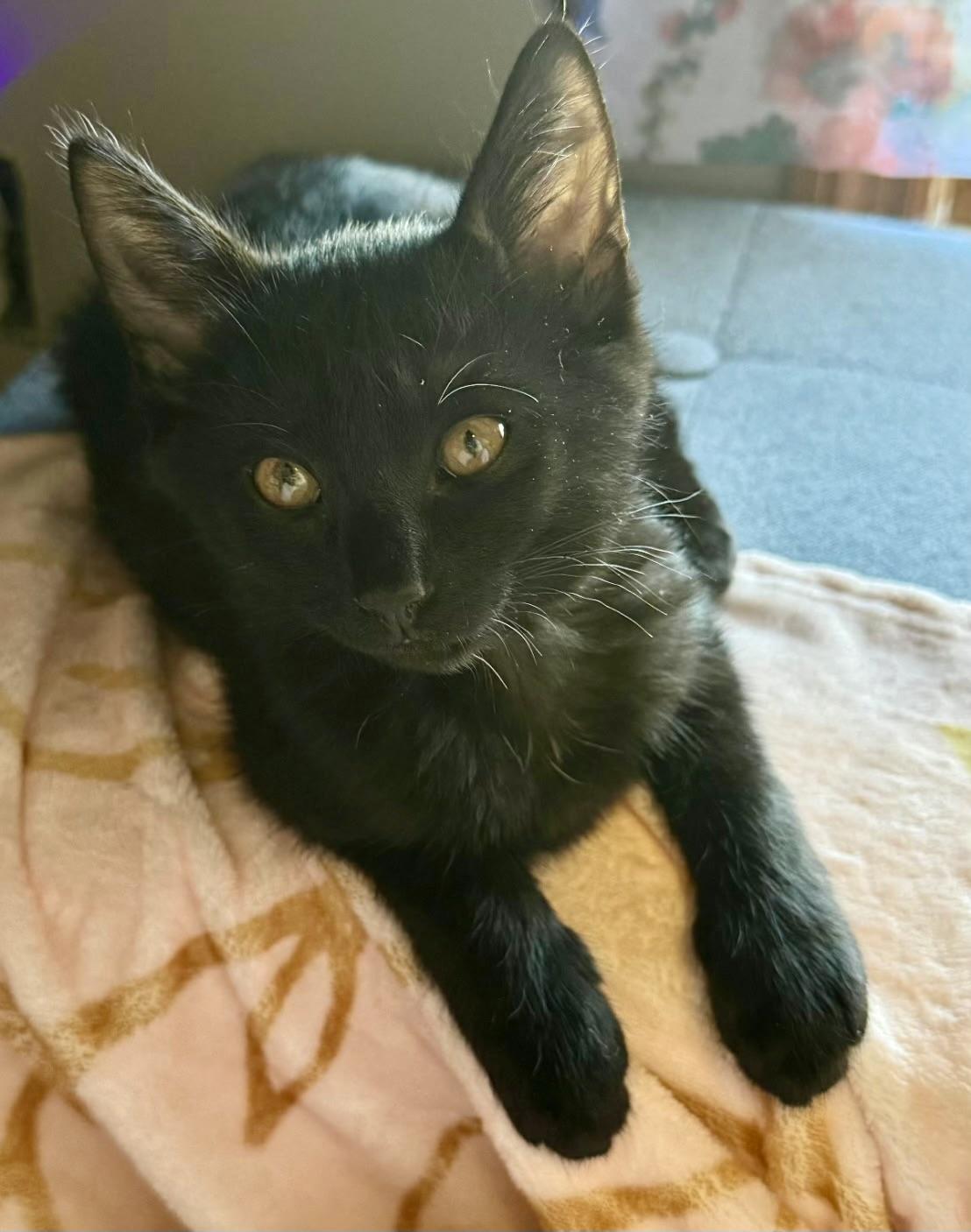 Cadaugh, ADOPTABLE, Kitten Male Domestic Short Hair.