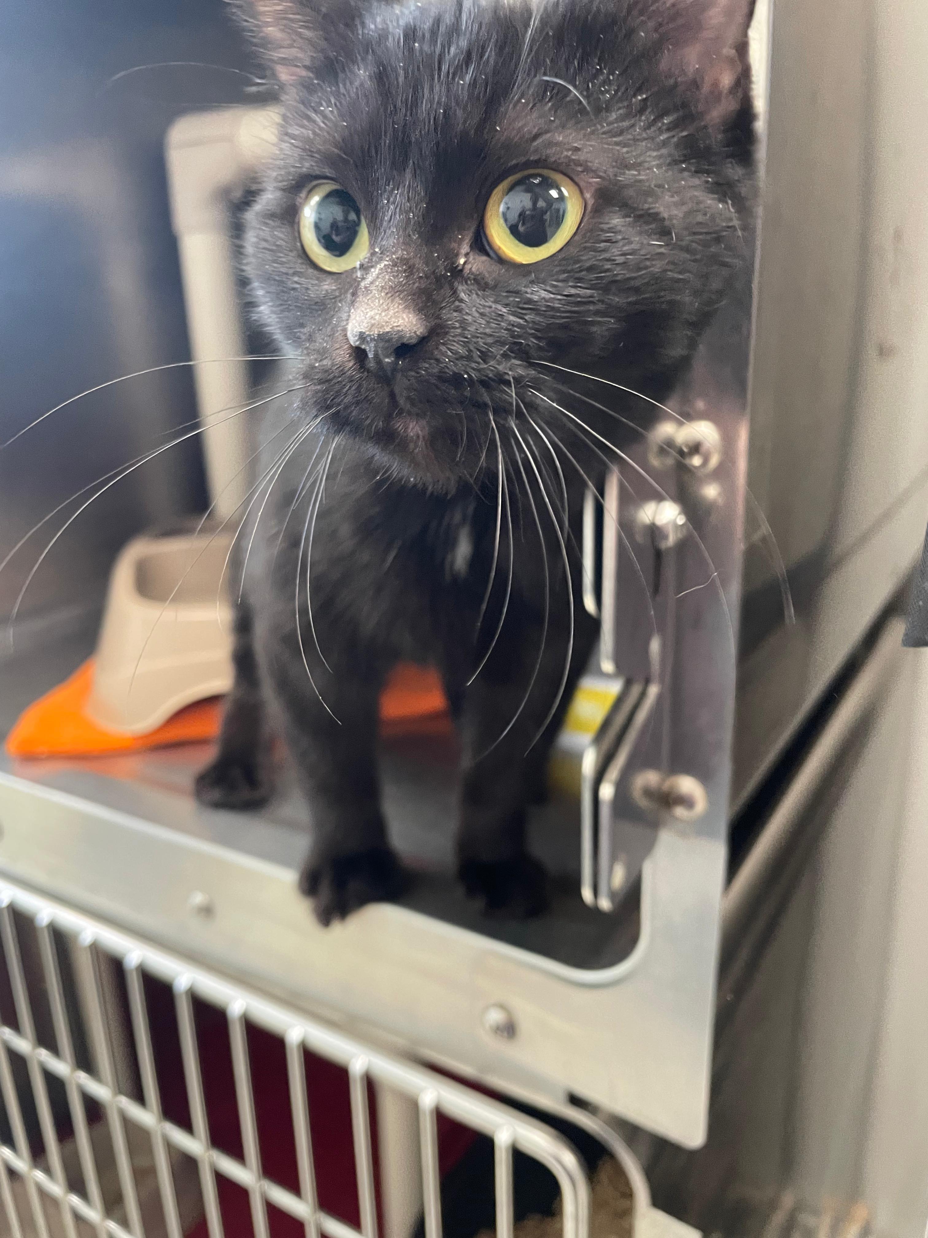 Chica, adopted, Young Female Domestic Short Hair.