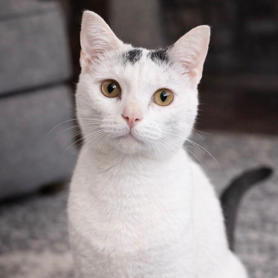 Enlarge Pearl, a Adoptable mixed breed in Concord, NC image 1/6