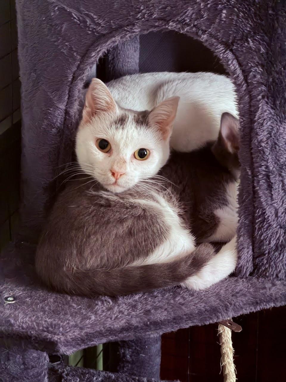 Enlarge Pearl, a Adoptable mixed breed in Concord, NC image 1/4