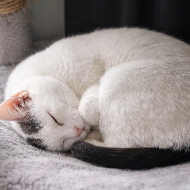 Enlarge Pearl, a Adoptable mixed breed in Concord, NC image 2/6