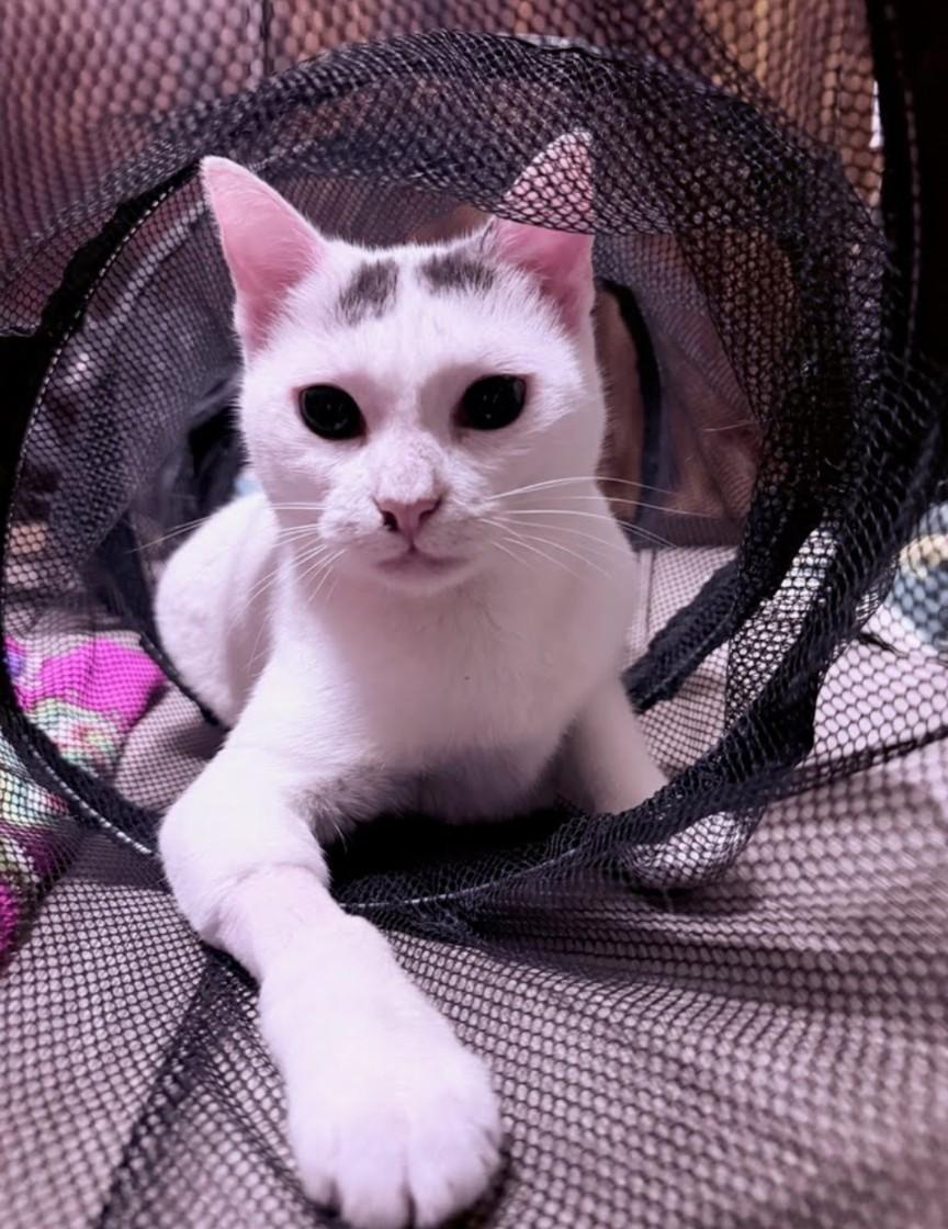 Enlarge Pearl, a Adoptable mixed breed in Concord, NC image 2/4