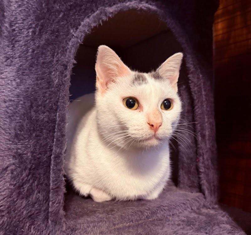 Enlarge Pearl, a Adoptable mixed breed in Concord, NC image 3/4