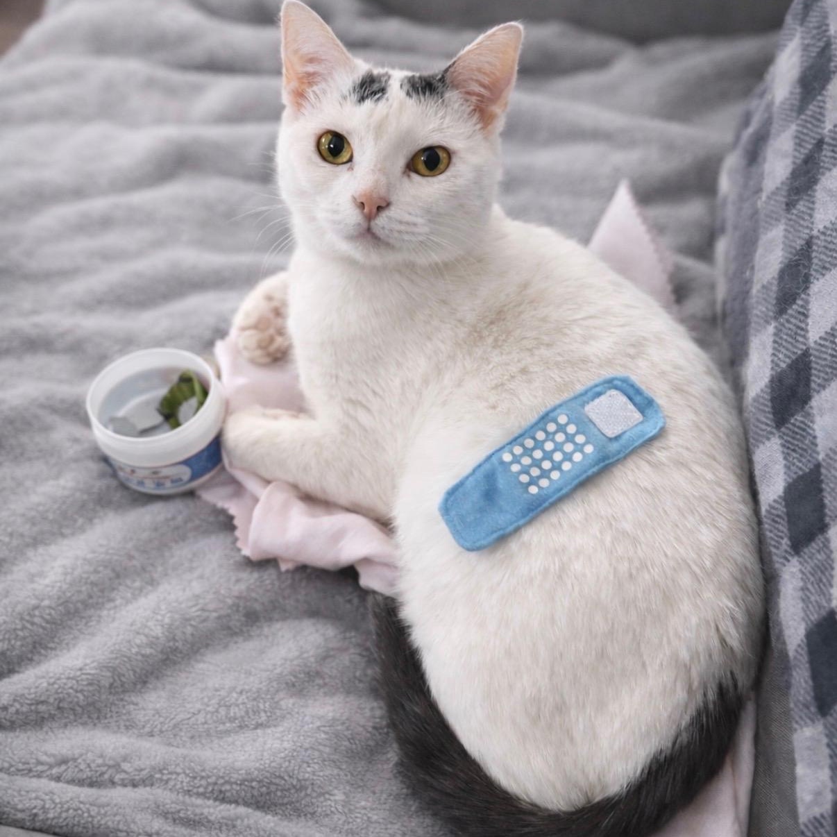 Enlarge Pearl, a Adoptable mixed breed in Concord, NC image 3/6