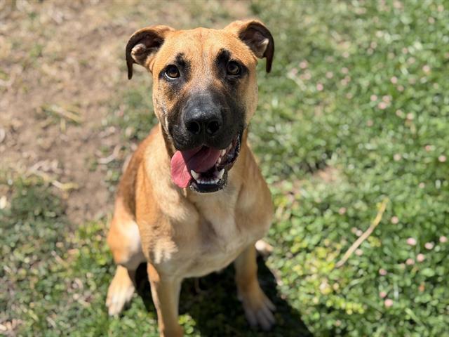 BUSTER, Adoptable, Young Male Pit Bull Terrier.
