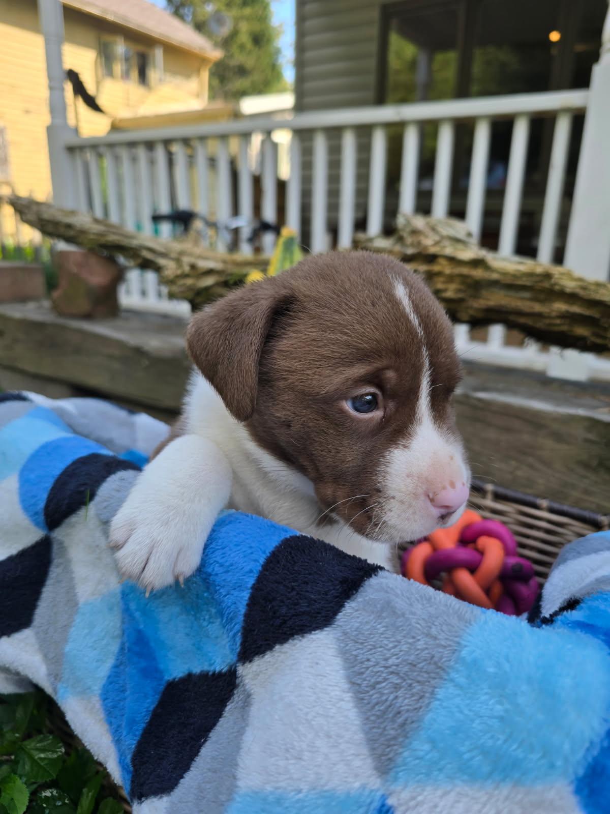 Edison, a Adopted mixed breed in Jeffersonville, NY image 1/4