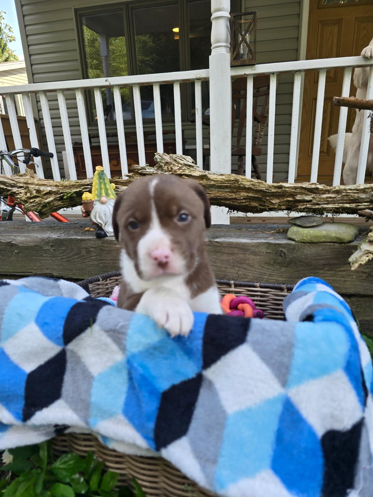 Edison, a Adopted mixed breed in Jeffersonville, NY image 4/4