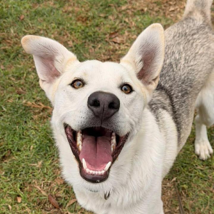 Elvis Presley (20260120-01)