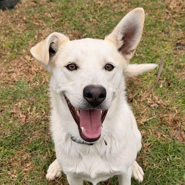 Elvis Presley (20260120-01) — thumbnail 3