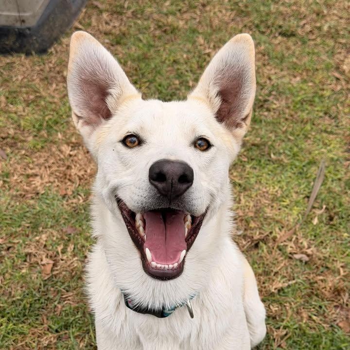 Elvis Presley (20260120-01) — thumbnail 4