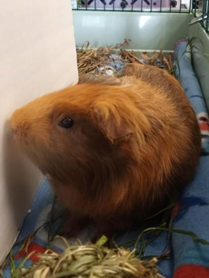 Enlarge Ozzy, a Adoptable Guinea Pig in Waupaca, WI image 1/1