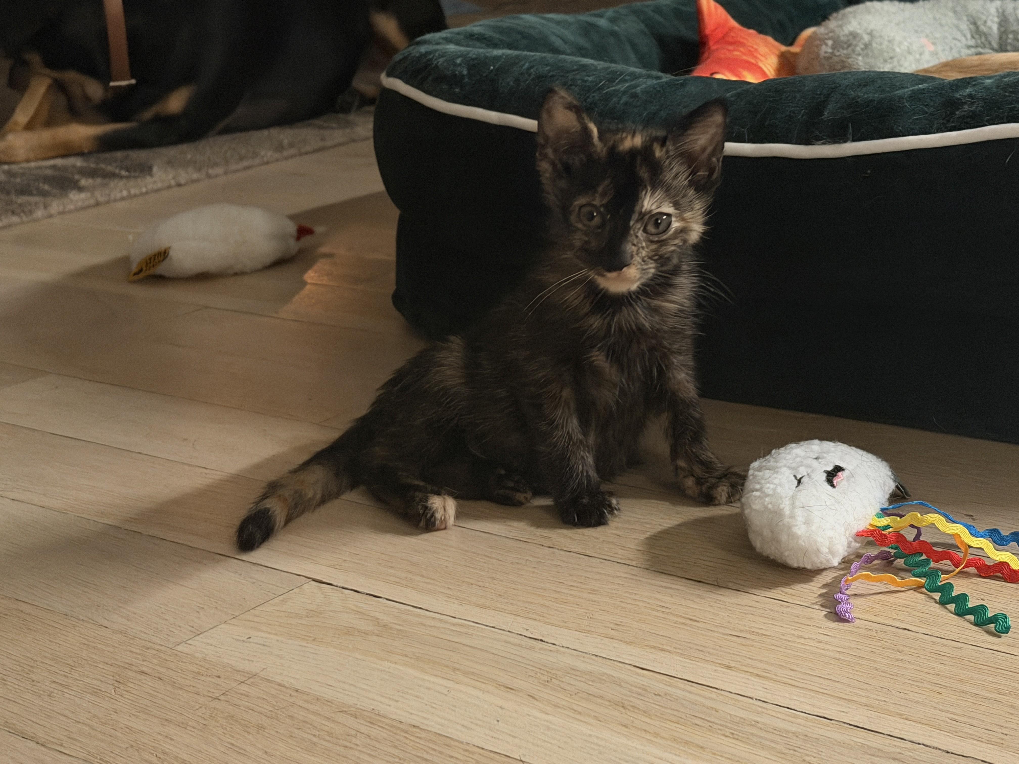 Enlarge Betta & Tetra, a Adoptable American Shorthair in brooklyn, NY image 4/6