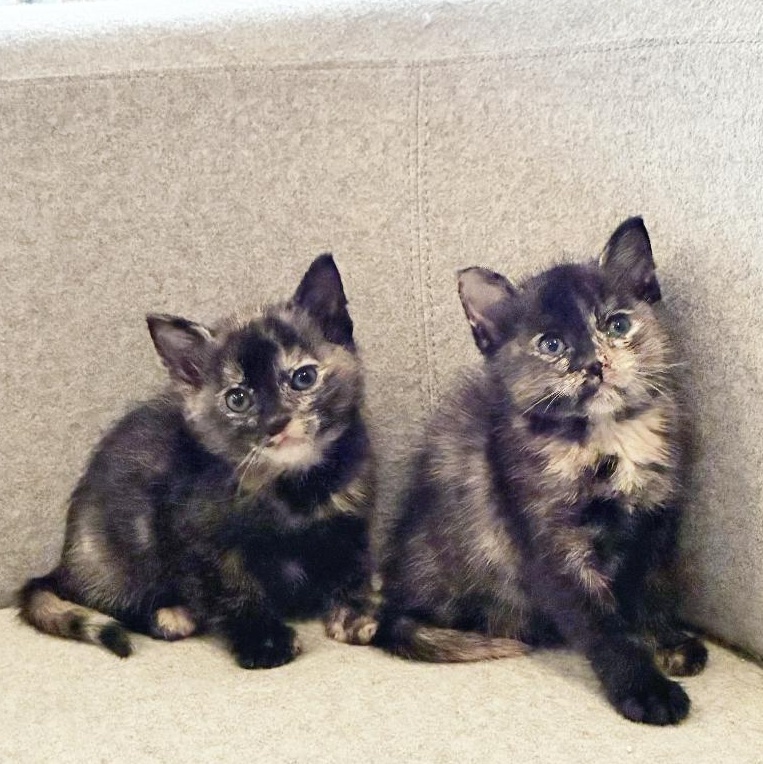 Enlarge Betta & Tetra, a Adoptable American Shorthair in brooklyn, NY image 1/6