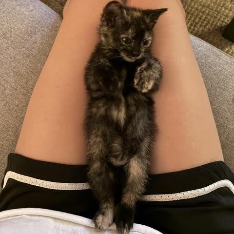 Enlarge Betta & Tetra, a Adoptable American Shorthair in brooklyn, NY image 6/6