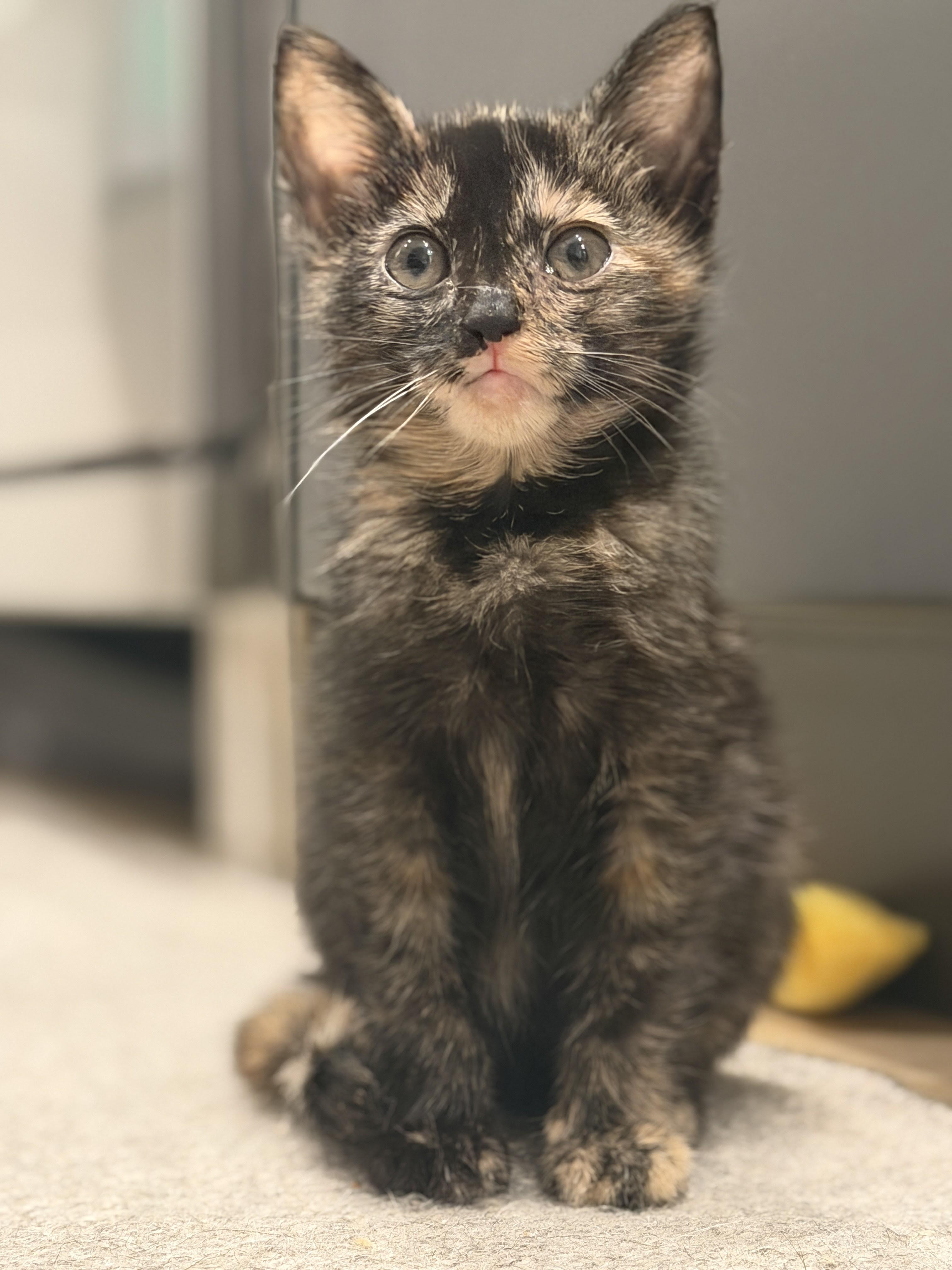 Enlarge Betta & Tetra, a Adoptable American Shorthair in brooklyn, NY image 3/6