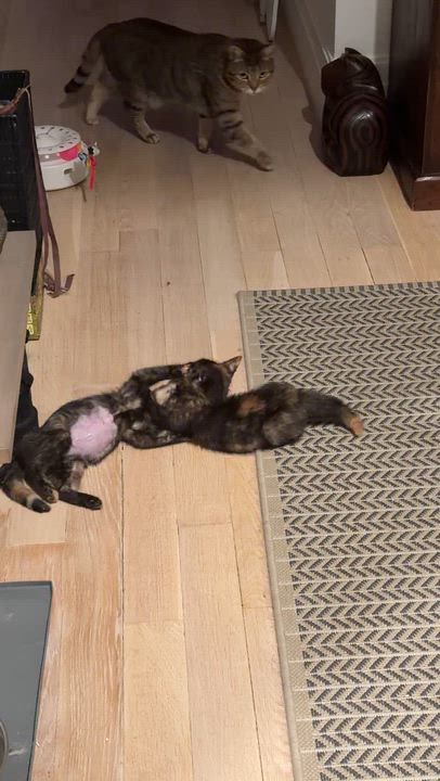 Enlarge Betta & Tetra, a Adoptable American Shorthair in brooklyn, NY video 5/6