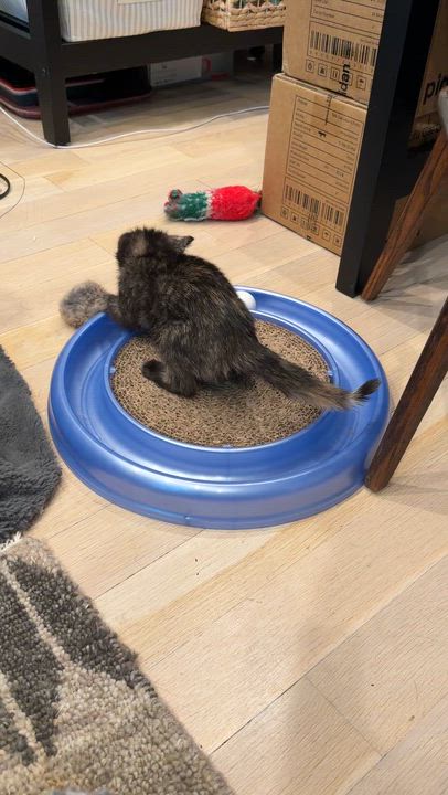 Enlarge Betta & Tetra, a Adoptable American Shorthair in brooklyn, NY video 2/6