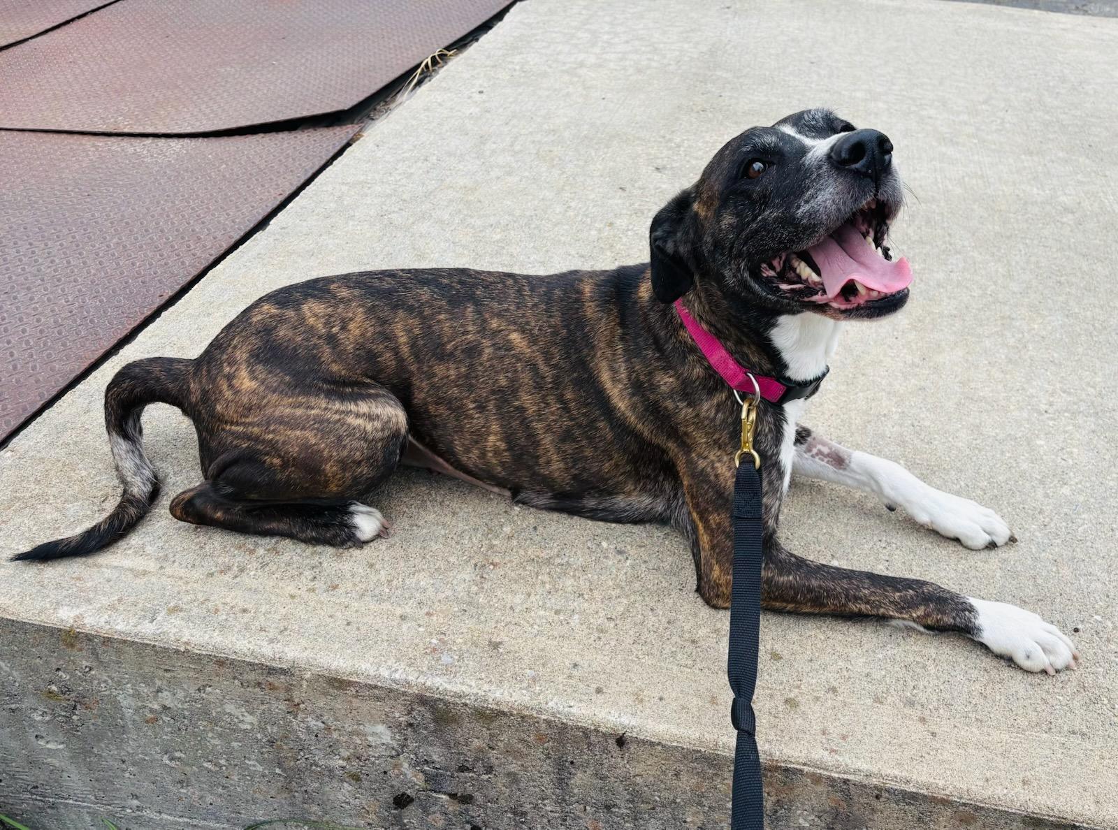 Enlarge Izzy, a ADOPTABLE mixed breed in Kellogg, ID image 4/5
