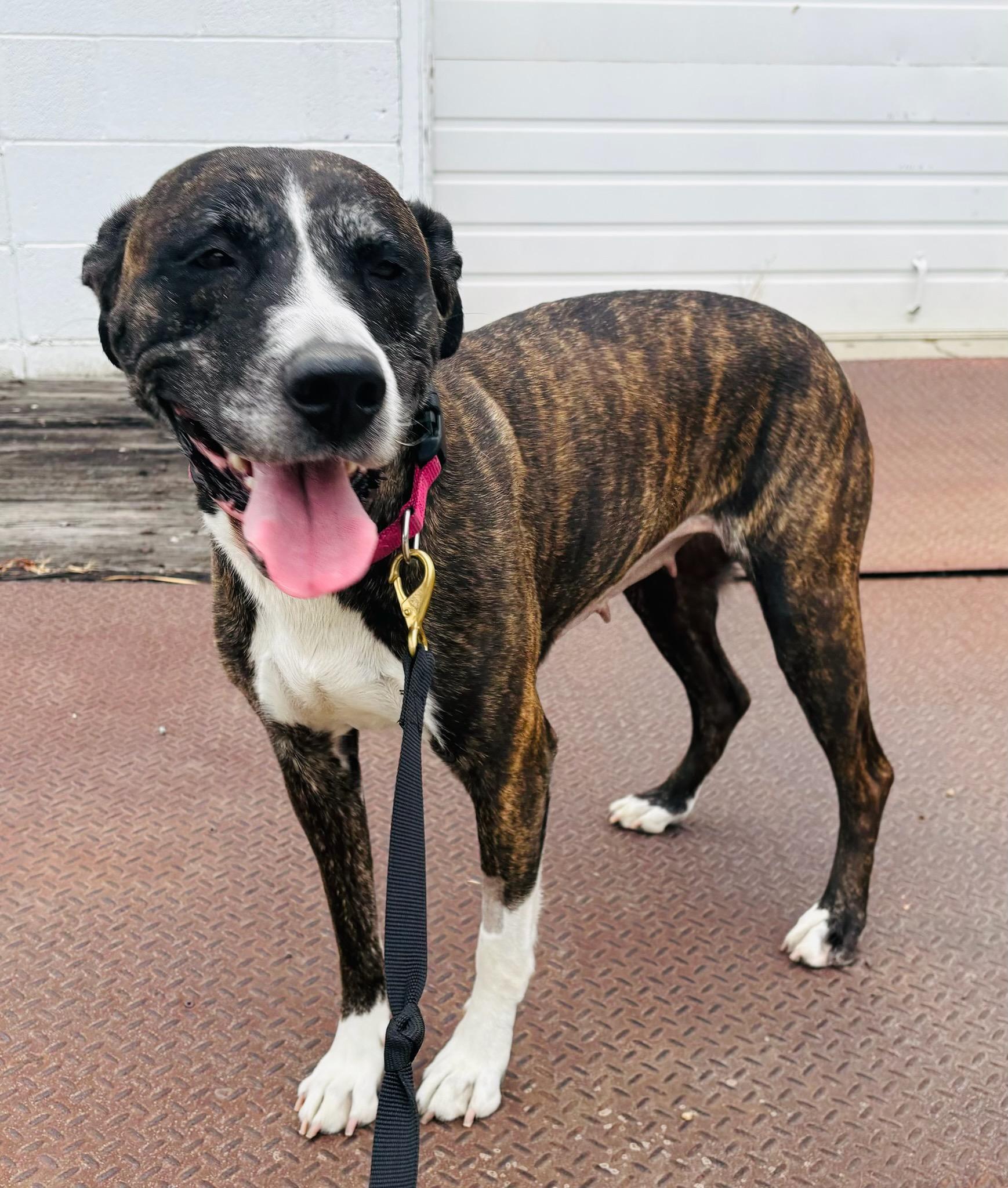 Enlarge Izzy, a ADOPTABLE mixed breed in Kellogg, ID image 2/5