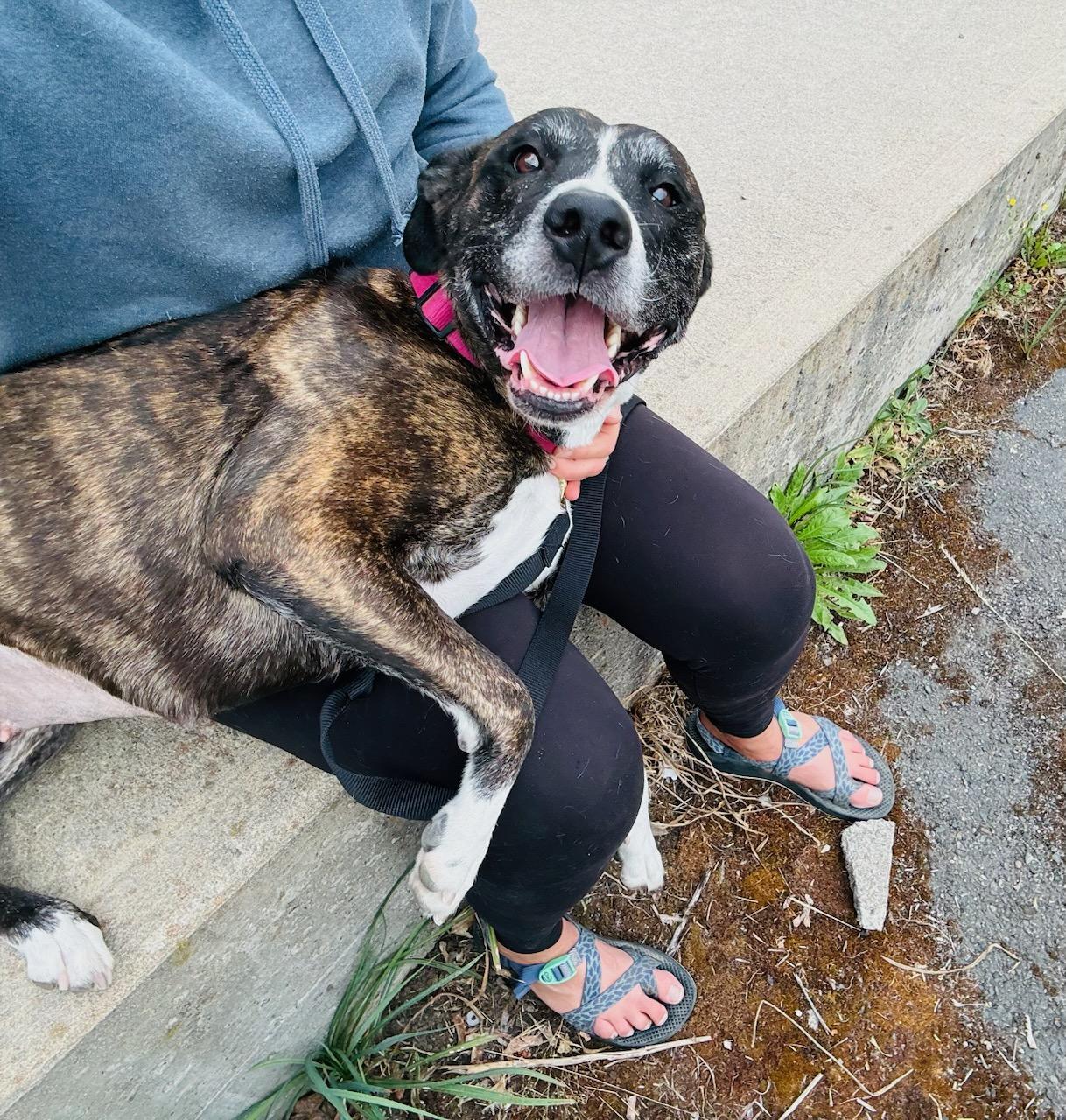 Enlarge Izzy, a ADOPTABLE mixed breed in Kellogg, ID image 5/5