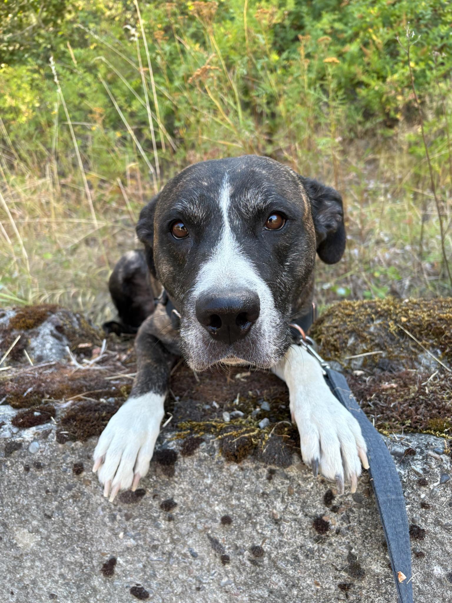 Enlarge Izzy, a ADOPTABLE mixed breed in Kellogg, ID image 1/5