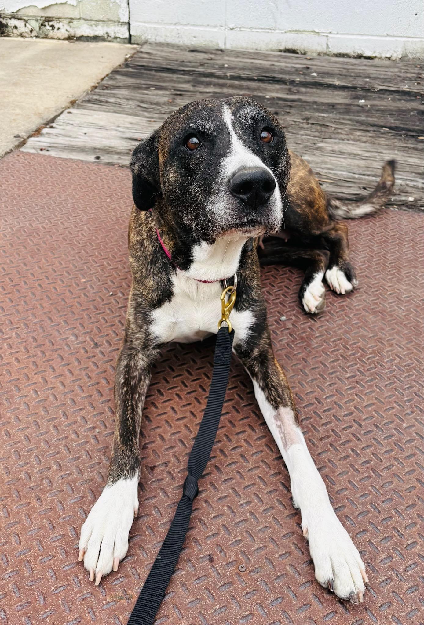 Enlarge Izzy, a ADOPTABLE mixed breed in Kellogg, ID image 3/5