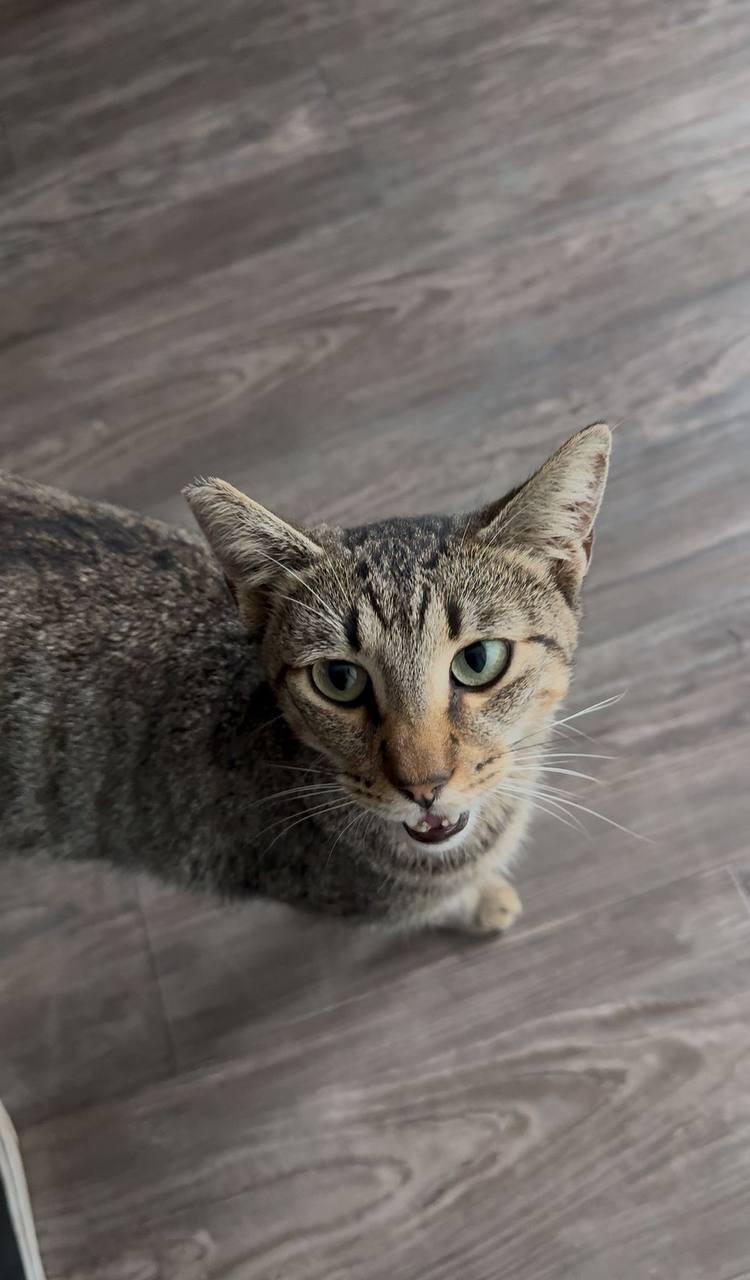 Sabrina, a Adoptable Domestic Short Hair in Los Angeles, CA image 1/4