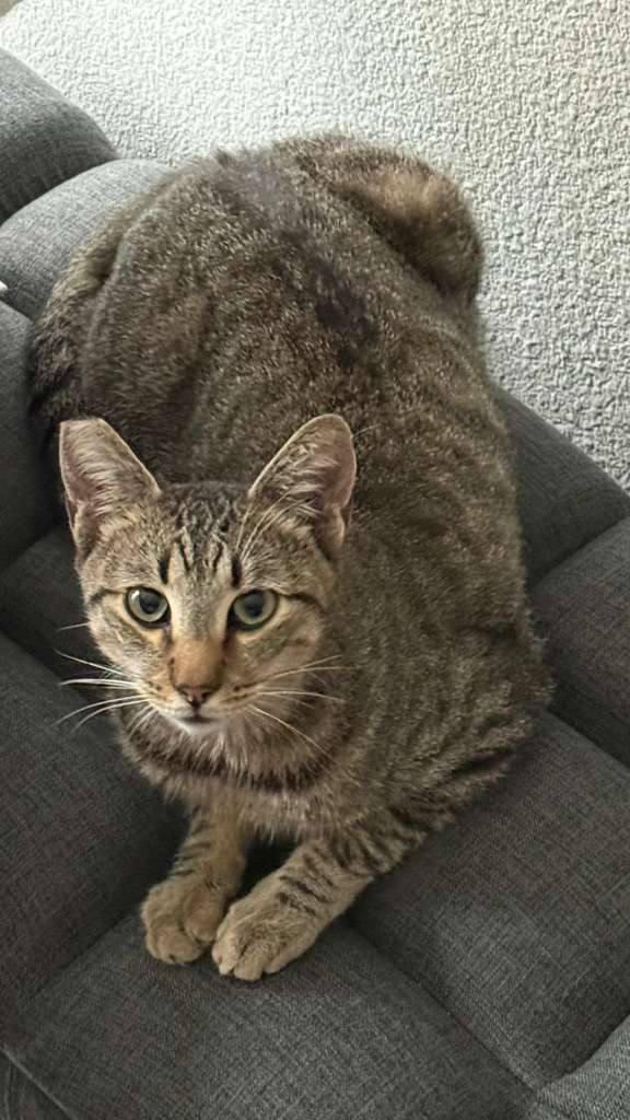 Sabrina, a Adoptable Domestic Short Hair in Los Angeles, CA image 2/4