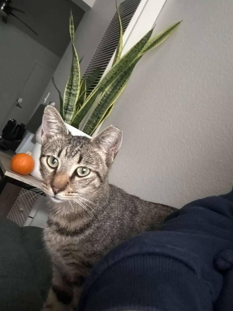 Sabrina, a Adoptable Domestic Short Hair in Los Angeles, CA image 3/4