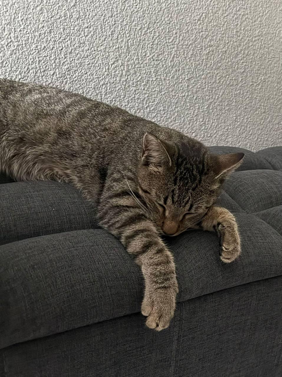 Sabrina, a Adoptable Domestic Short Hair in Los Angeles, CA image 4/4