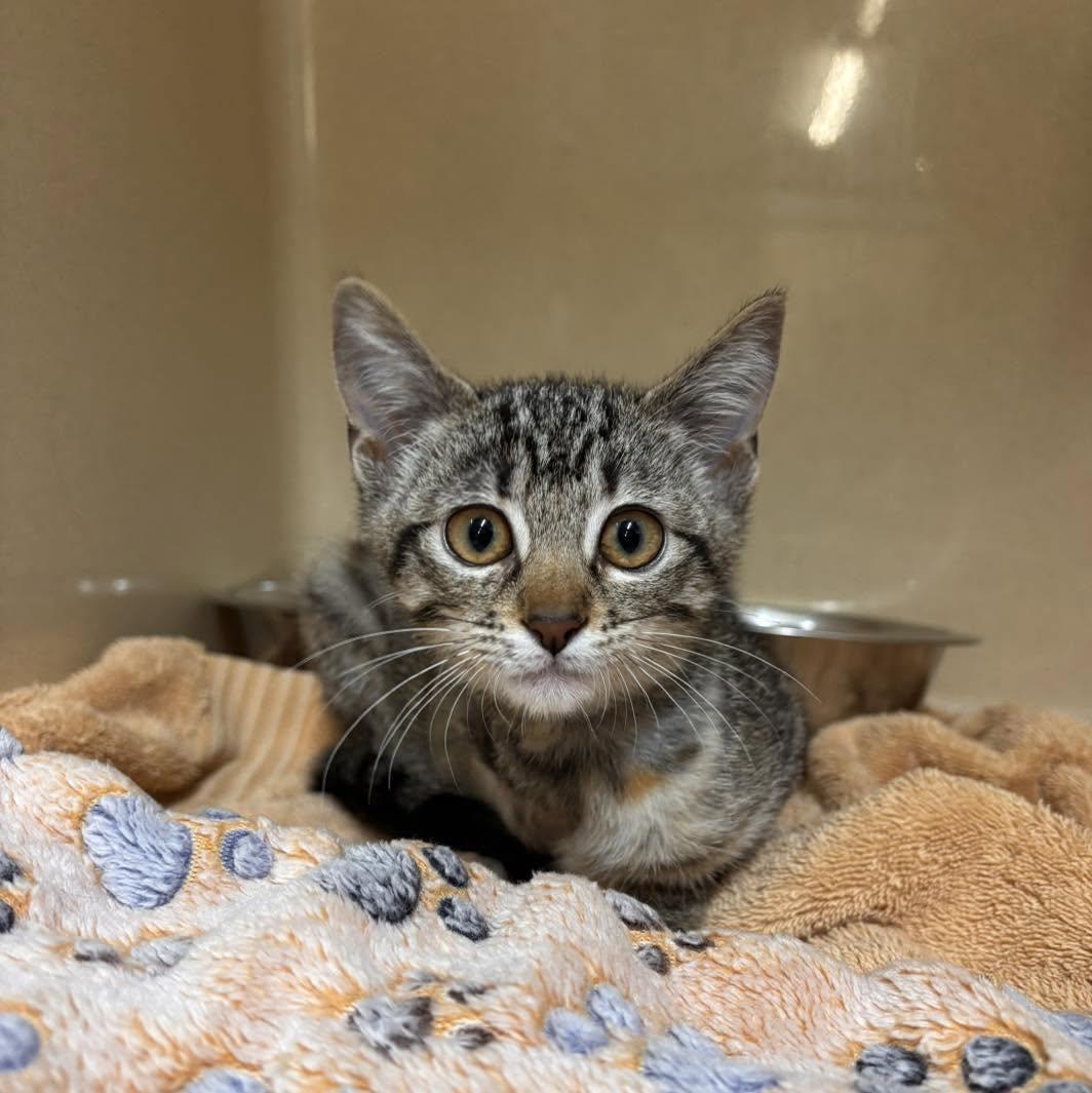 Clifford, ADOPTABLE, Kitten Female Domestic Short Hair.