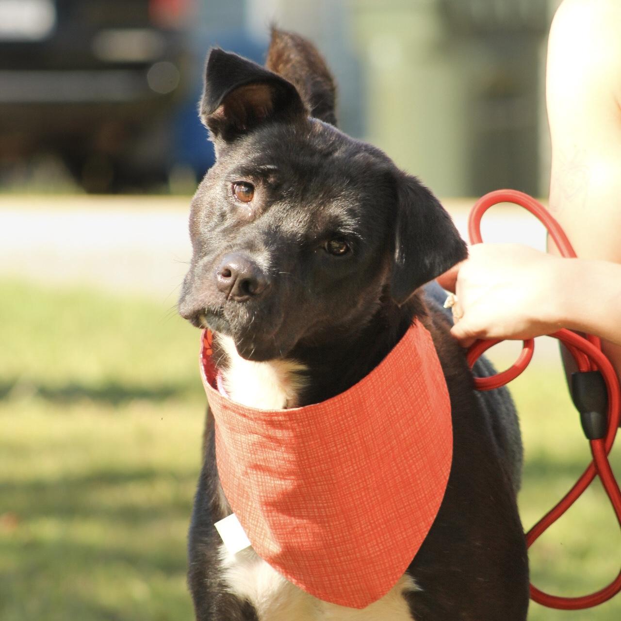 Katie photo