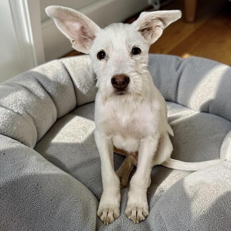 Theo, an adopted mixed breed in Indianapolis, IN image 1/6