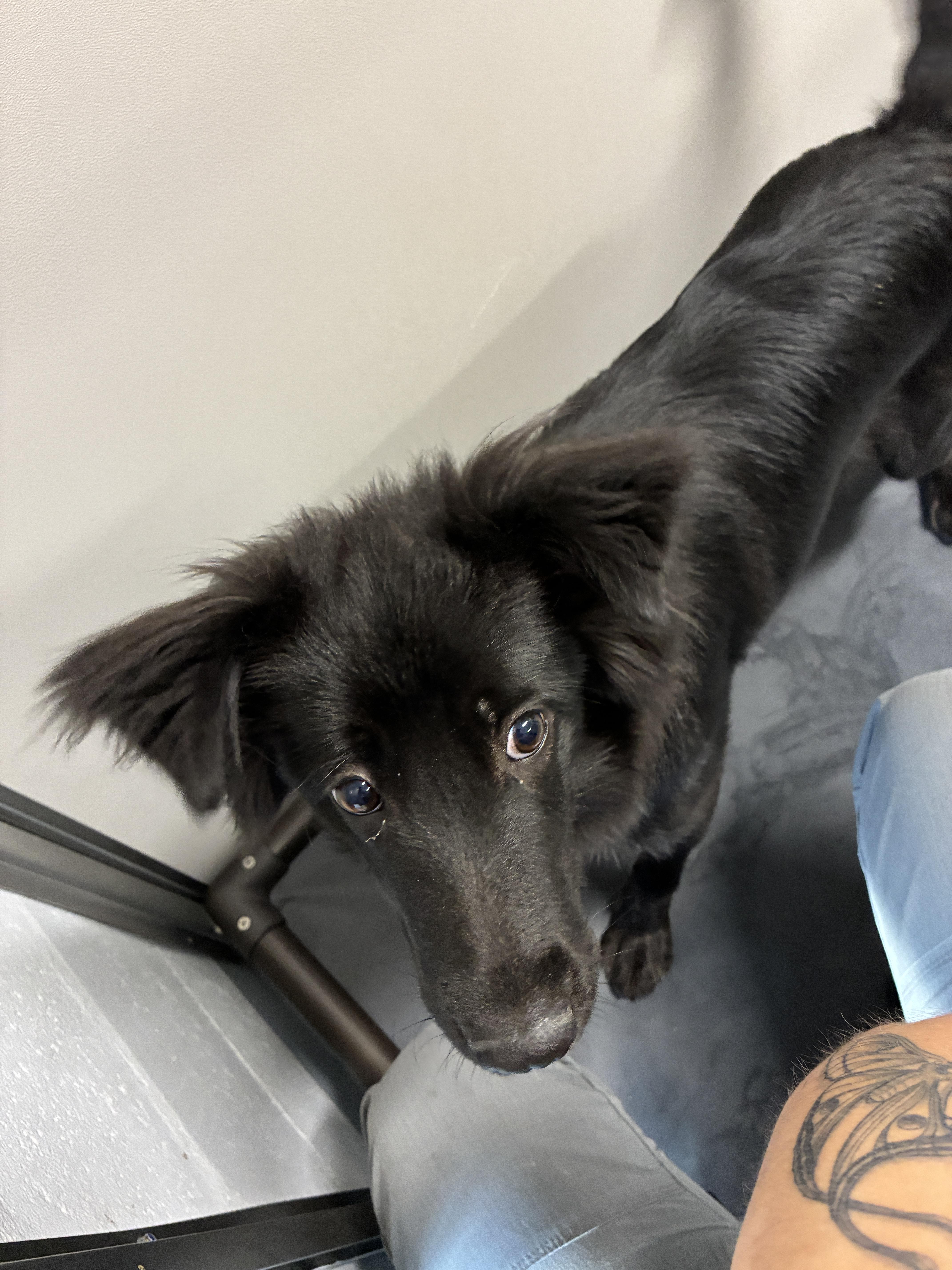 Enlarge Sf-Crow, an adopted Australian Shepherd in Billings, MT image 1/1