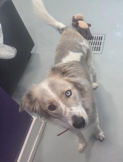 Montana, Adoptable, Adult Male Siberian Husky & Collie.