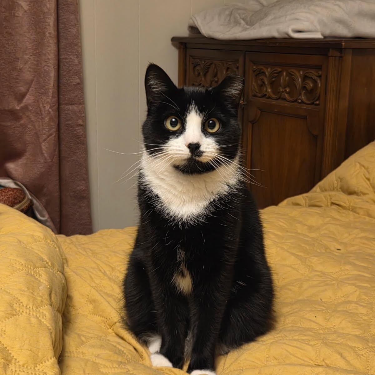 Malone, Adoptable, Adult Male Tuxedo.