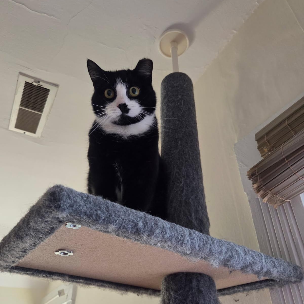 Malone, a Adoptable Tuxedo in Melrose, MA image 2/3