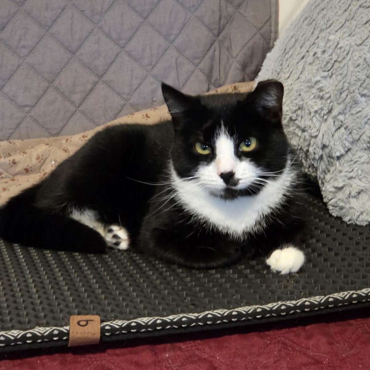 Malone, a Adoptable Tuxedo in Melrose, MA image 3/3