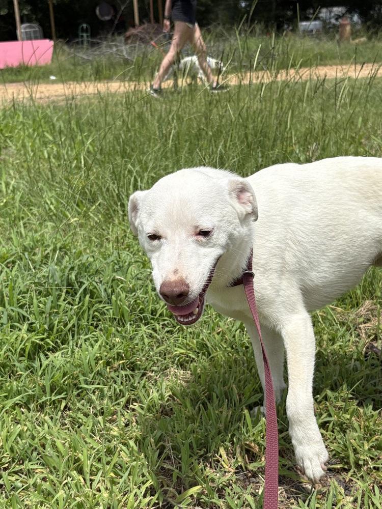 Burt 24, Adoptable, Adult Male Terrier.