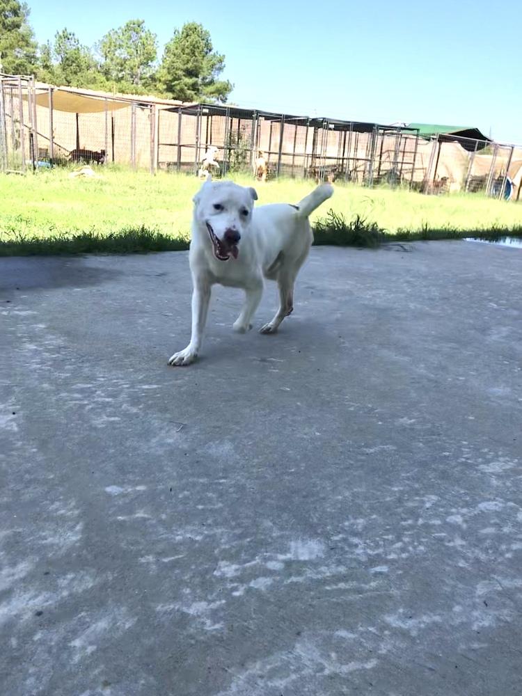 Burt 24, a Adoptable mixed breed in Crystal Springs, MS image 2/6