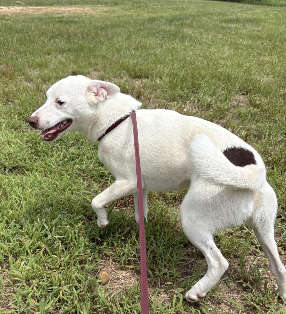 Burt 24, a Adoptable mixed breed in Crystal Springs, MS image 3/6