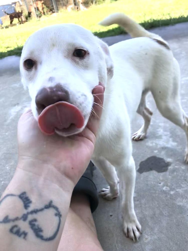 Burt 24, a Adoptable mixed breed in Crystal Springs, MS image 4/6