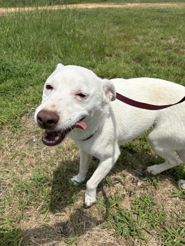 Burt 24, Adoptable, Adult Male Terrier.