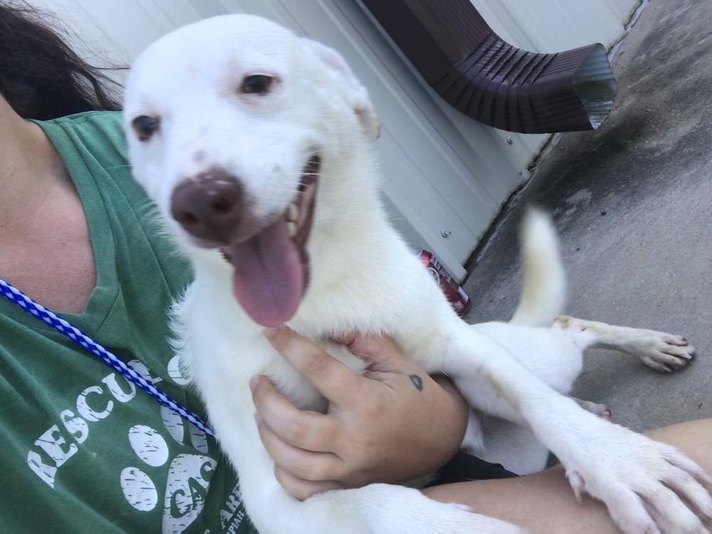 Burt 24, a Adoptable mixed breed in Crystal Springs, MS image 6/6