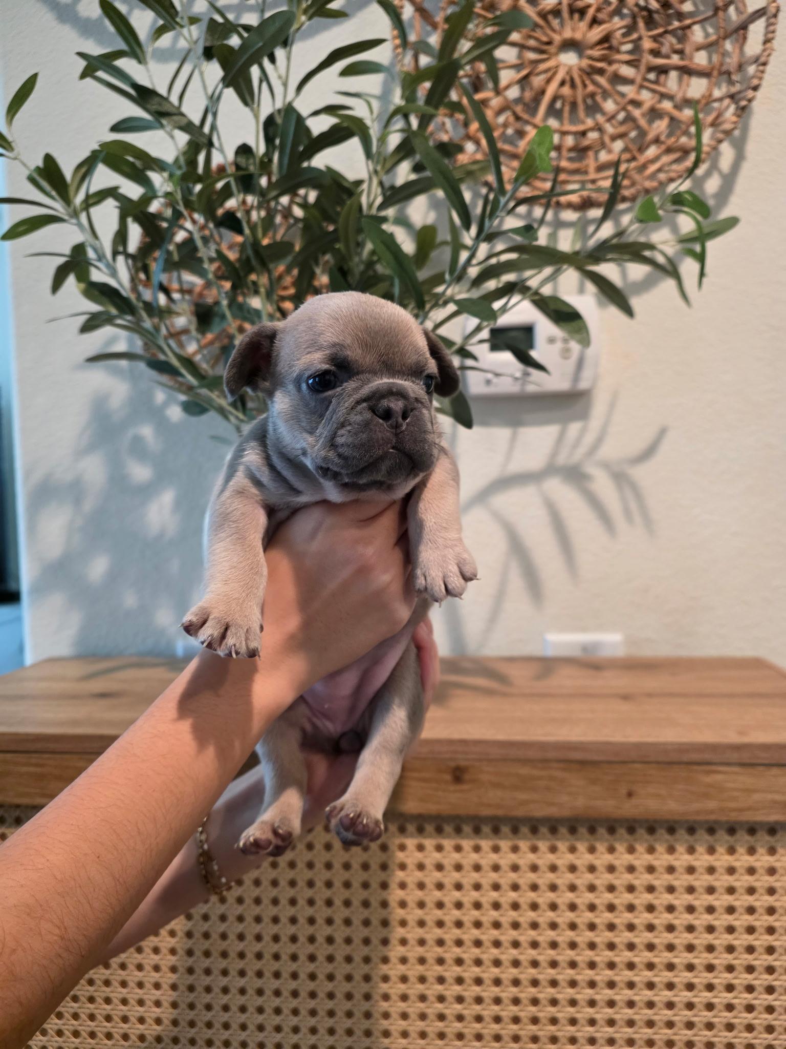 Lily Ann, a ADOPTABLE French Bulldog in Penryn, CA image 1/2